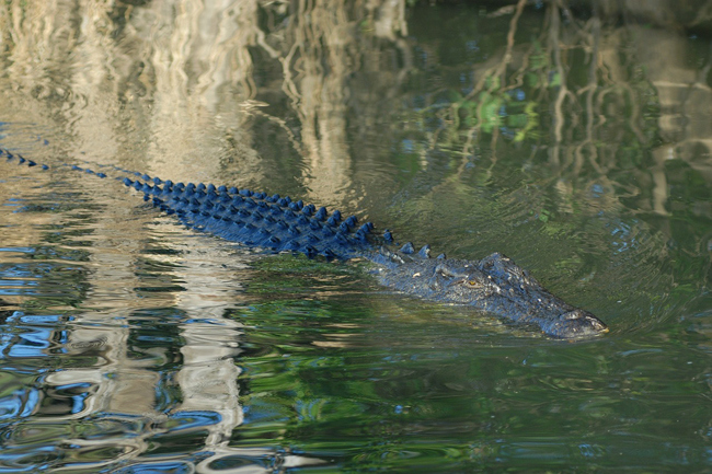 parc national de Kakadu