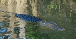 Road trip en Australie : les 5 sites que je ne voulais pas manquer !