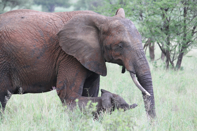 éléphants en Tanzanie