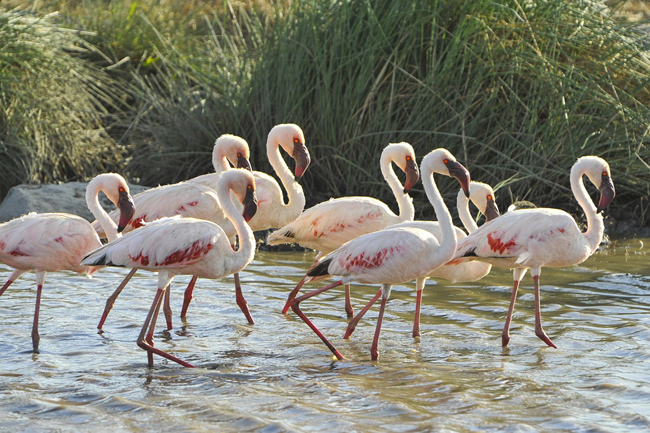 flamants roses