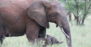 Mon voyage en solitaire en Tanzanie