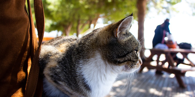 Comment voyager avec son chat à l'étranger ?